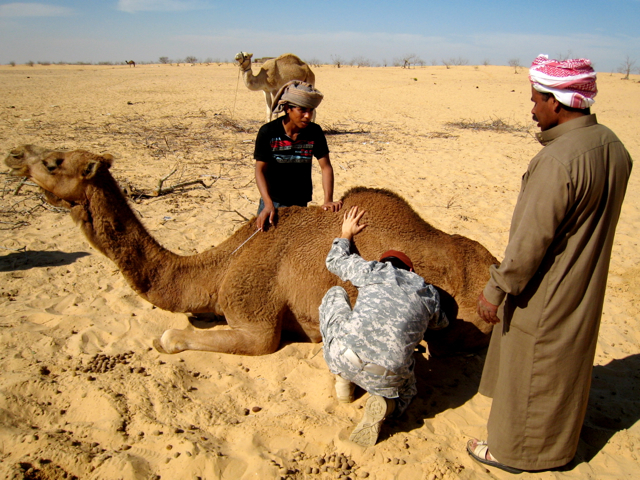 Elliott-Garber-Bedouin-Camel-with-Mastitis