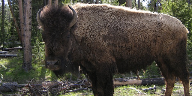 APHIS-Internship-Yellowstone-Bison