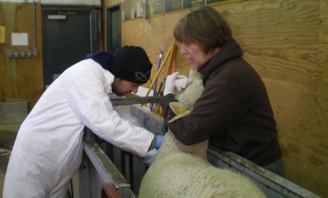 Collecting blood for sheep health surveillance.