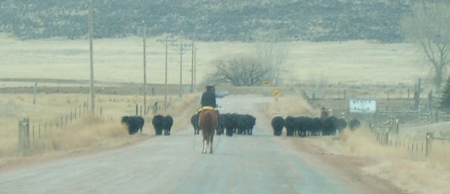 Wyoming-cattle-crossing