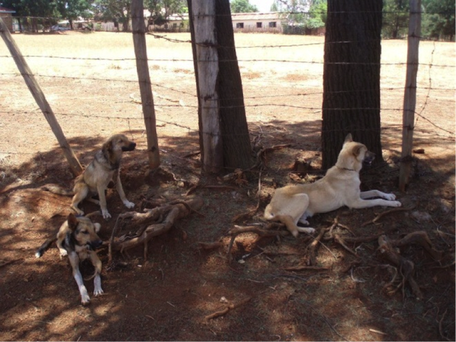dogs-rabies-vaccination-Kenya