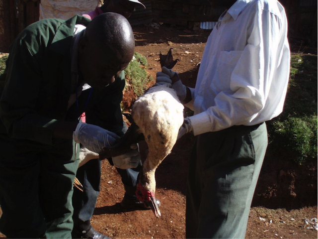 duck-influenza-blood-collection-Kenya