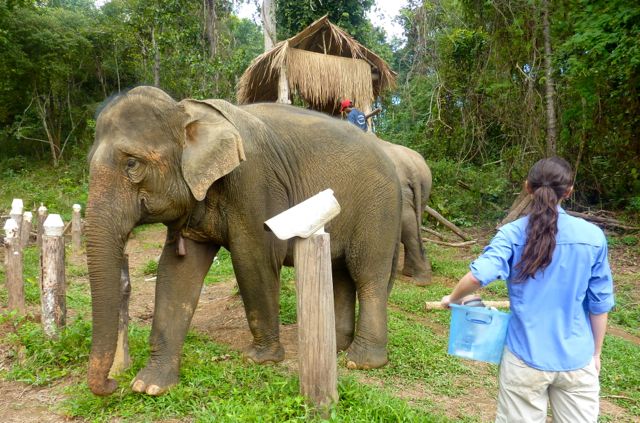 elephant-conservation-center-Laos