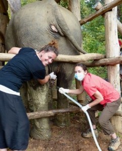 elephant-hydrotherapy-veterinarian