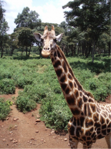 giraffe-Kenya