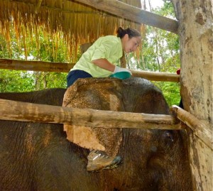 hands-on-elephant-treatment-Laos