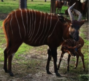 Eastern bongo, Mookie, with her newborn calf right after we did our neonate exam.
