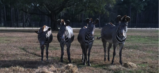Grevy’s zebra enjoying their hay snack
