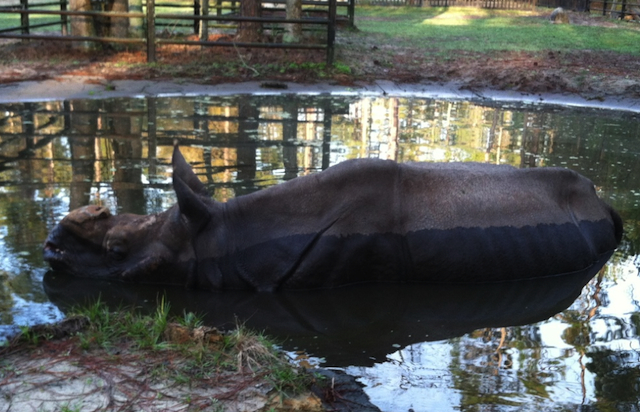 This Indian rhino, named Patrick, really loves his wallow!