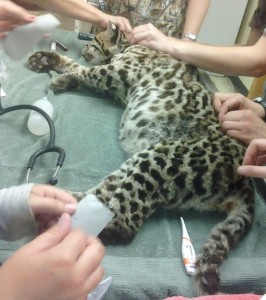 A vet exam on a tranquilized ocelot. He had fleas (the first animal on the compound to ever come up with them) and was treated accordingly.
