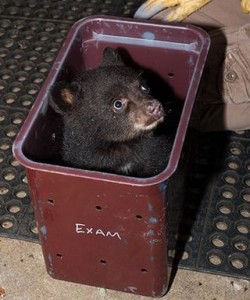 black-bear-cub-PAWS-wildlife-externship