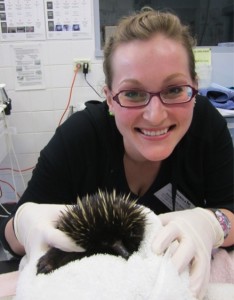 Treating a wild echidna for salmonellosis.