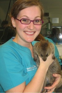 Recovering a quokka from the zoo collection after castration surgery.