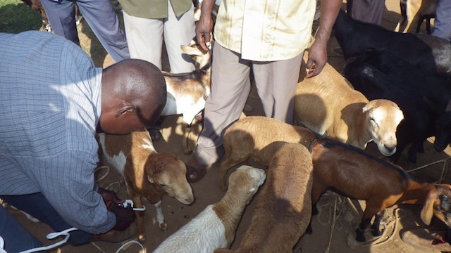 Community-Animal-Health-Worker-sheep-Uganda