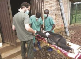Zambia-Chimp-Project-anesthesia