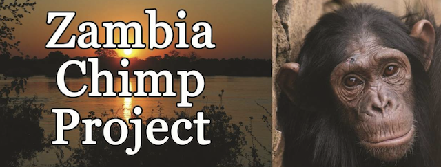 Zambia-Chimp-Project-featured