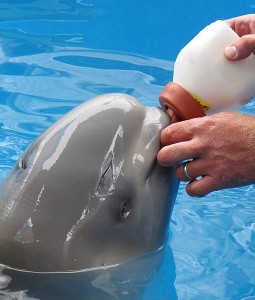 Orphaned beluga bottle-feeding.