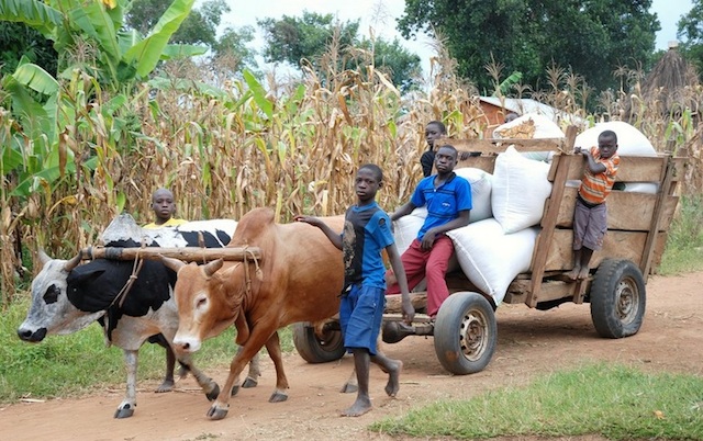 children-with-oxen-cart-Uganda