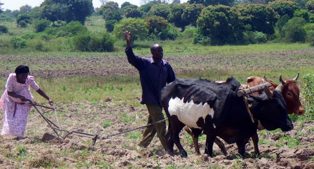 man-woman-hand-plowing-oxen-Uganda