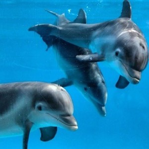 dolphin-calves-marine-mammal-veterinarian