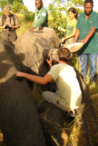 With anesthetized bull elephant.
