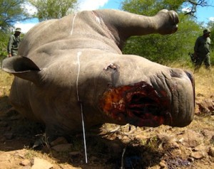 Kruger-National-Park-Veterinary-Rhino-Poaching-Necropsy