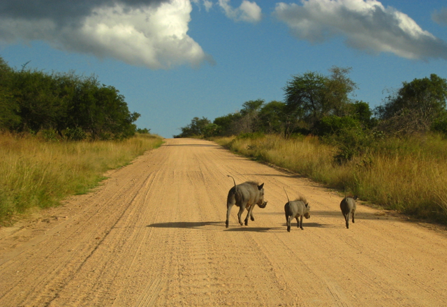 Wildlife Veterinary Internship in Kruger National Park, South Africa ...
