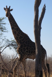 male-giraffe-Botswana-pre-veterinary-internship