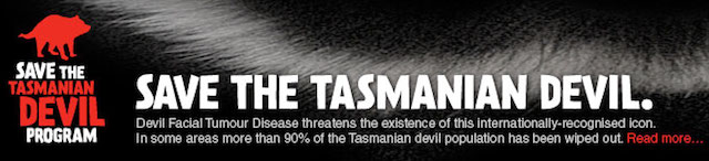 tasmanian-devil-veterinary-wildlife-phd