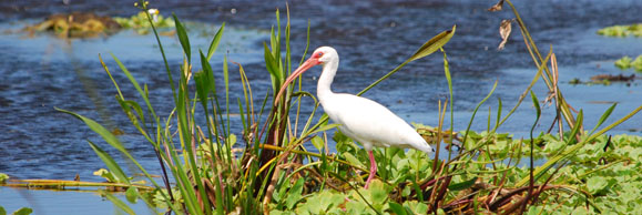 white-ibis-veterinary-wildlife-toxicology