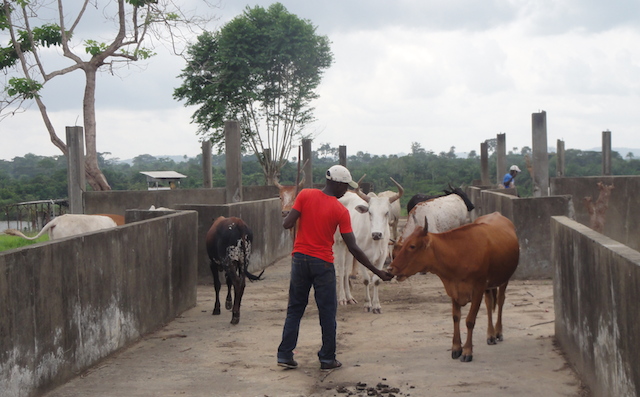 Liberia-agriculture-veterinarian