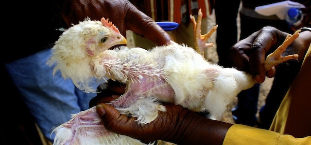 Veterinary Economic Development: Volunteering with Veterinarians Without Borders in Liberia Unthrity-Genetically-Improved-(Donated)-Chicken-Liberia featured