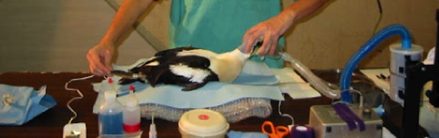 UVP 006: One Health & Wildlife Veterinarian Dr. Cheryl Scott Cheryl-Scott-seabird-surgery-wildlife-veterinarian-featured