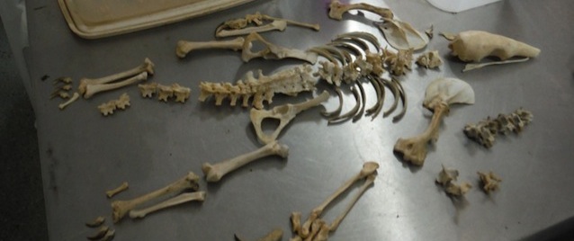 Wildlife Medicine & Conservation Program in Belize! Belize-wildlife-veterinary-tamadua-skeleton-featured
